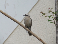 Mimus saturninus