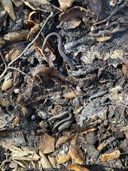 Batrachoseps nigriventris