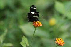 Heliconius sara fulgidus