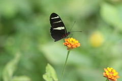 Heliconius sara fulgidus