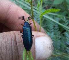 Polytomus