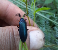 Polytomus