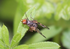 Otites porcus