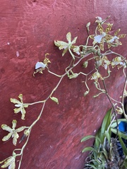Oncidium maculatum