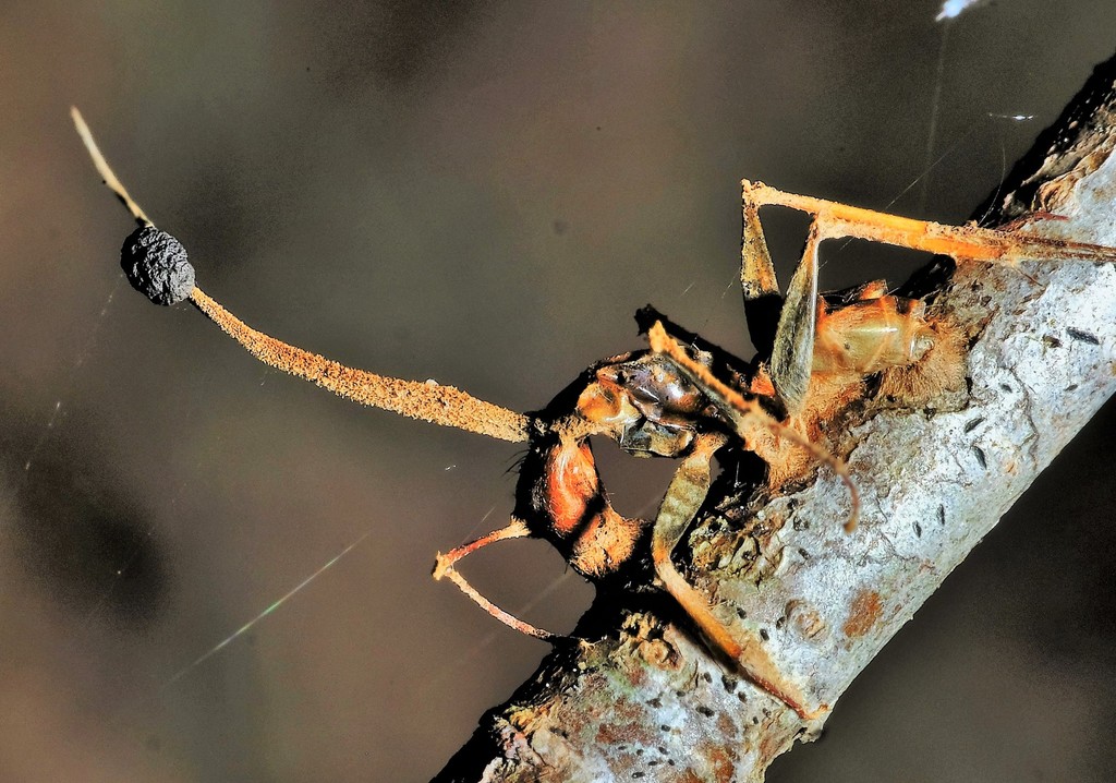 Ophiocordyceps kimflemingiae