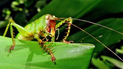 Cerberodon viridis