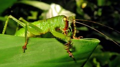 Cerberodon viridis