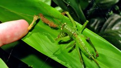 Cerberodon viridis