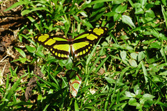 Philaethria diatonica