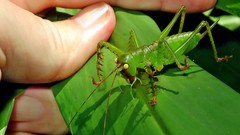 Cerberodon viridis