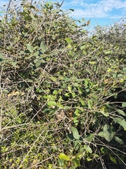 Hyperbaena ilicifolia