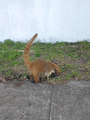 Nasua narica nelsoni