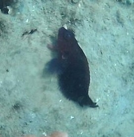Labrisomidae