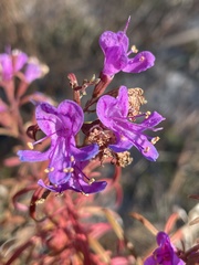 Dicerandra linearifolia