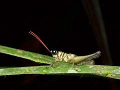 Ommatolampis perspicillata
