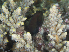 Cirripectes springeri