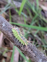 Doratifera quadriguttata