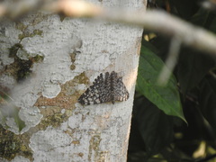 Hamadryas feronia