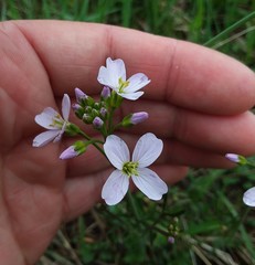 Cardamine pratensis