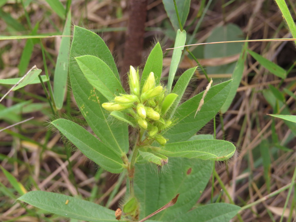 Eriosema campestre