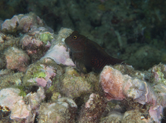 Cirripectes stigmaticus