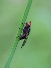 Otites porcus