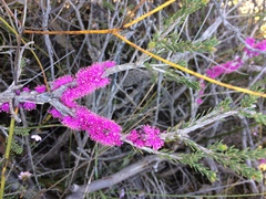 Melaleuca suberosa