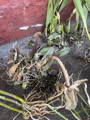 Rhyncholaelia glauca