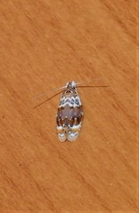 Piloprepes gelidella