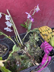 Leochilus oncidioides