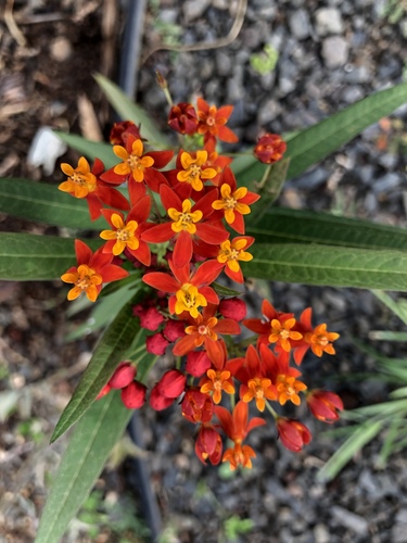 Asclepias curassavica observed 2018-05-12