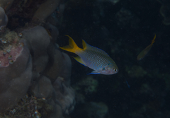 Neopomacentrus azysron