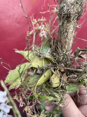 Leochilus oncidioides