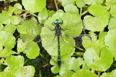 Macrothemis tessellata
