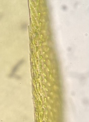 Pterigynandrum filiforme