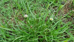 Noticastrum diffusum