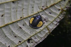 Omaspides specularis