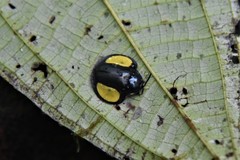 Omaspides specularis