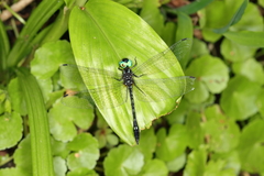 Macrothemis tessellata