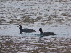 Fulica atra