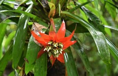Guzmania conglomerata
