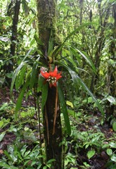 Guzmania conglomerata