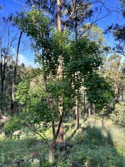 Erythrina vespertilio