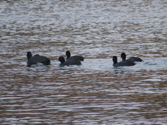 Fulica atra
