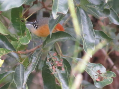 Herpsilochmus longirostris