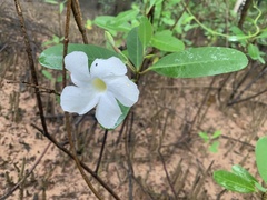 Rhabdadenia