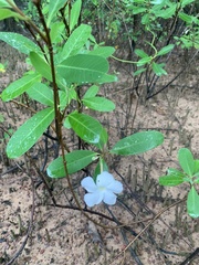 Rhabdadenia