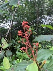 Miconia alata