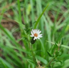 Noticastrum diffusum