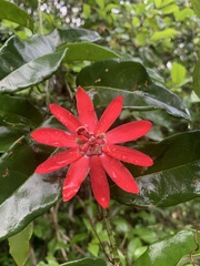 Passiflora glandulosa